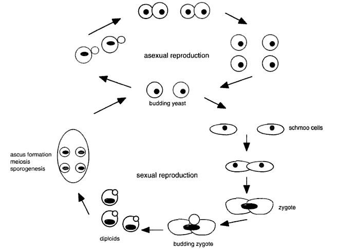 اضغط على الصورة لعرض أكبر. 

الإسم:	Fungi+Genetica.jpg 
مشاهدات:	27 
الحجم:	39.2 كيلوبايت 
الهوية:	846119