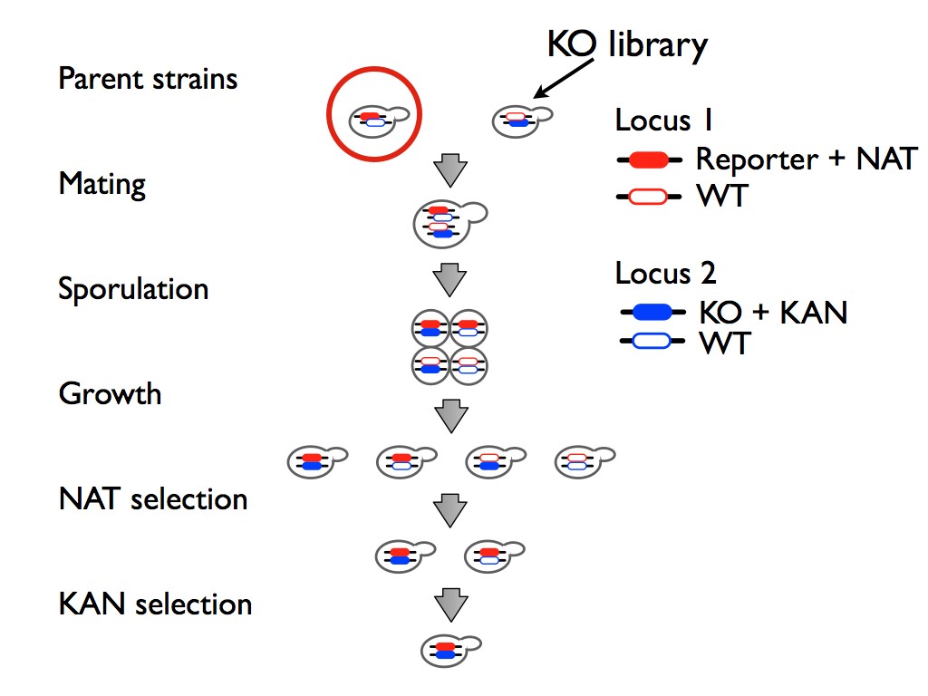 اضغط على الصورة لعرض أكبر. 

الإسم:	Recombination.004.jpg 
مشاهدات:	21 
الحجم:	81.6 كيلوبايت 
الهوية:	846120