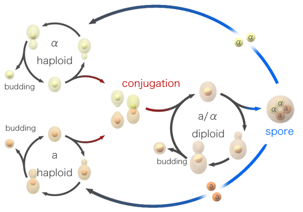 اضغط على الصورة لعرض أكبر. 

الإسم:	Budding_yeast_Lifecycle.png 
مشاهدات:	23 
الحجم:	81.5 كيلوبايت 
الهوية:	846121