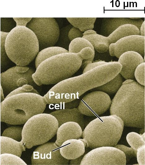 اضغط على الصورة لعرض أكبر. 

الإسم:	31_07BuddingYeast.jpg 
مشاهدات:	27 
الحجم:	77.6 كيلوبايت 
الهوية:	846122