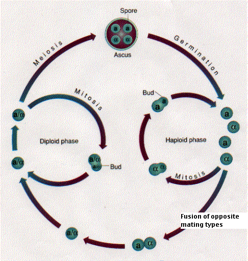 اضغط على الصورة لعرض أكبر. 

الإسم:	image.png 
مشاهدات:	23 
الحجم:	195.5 كيلوبايت 
الهوية:	846126