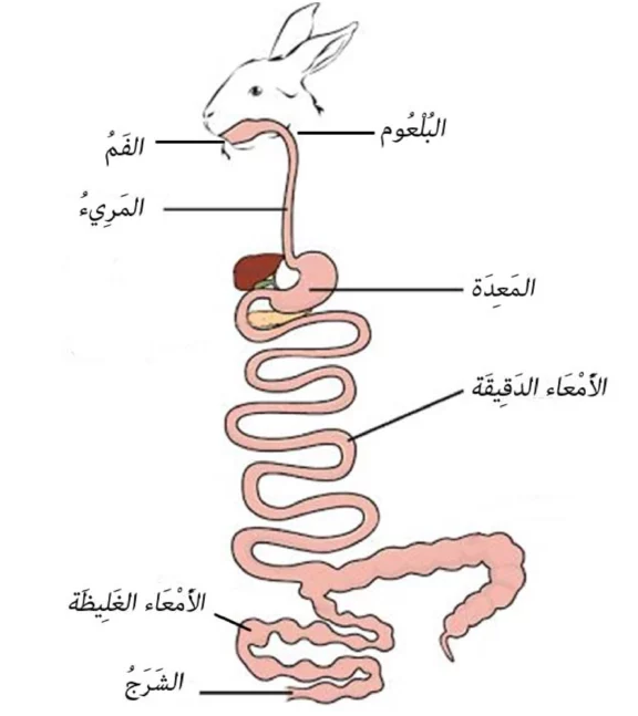 اضغط على الصورة لعرض أكبر. 

الإسم:	image.png 
مشاهدات:	12 
الحجم:	179.2 كيلوبايت 
الهوية:	846463