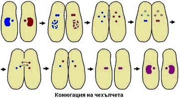 اضغط على الصورة لعرض أكبر. 

الإسم:	paramecium_conjugation.jpg 
مشاهدات:	15 
الحجم:	23.9 كيلوبايت 
الهوية:	846485