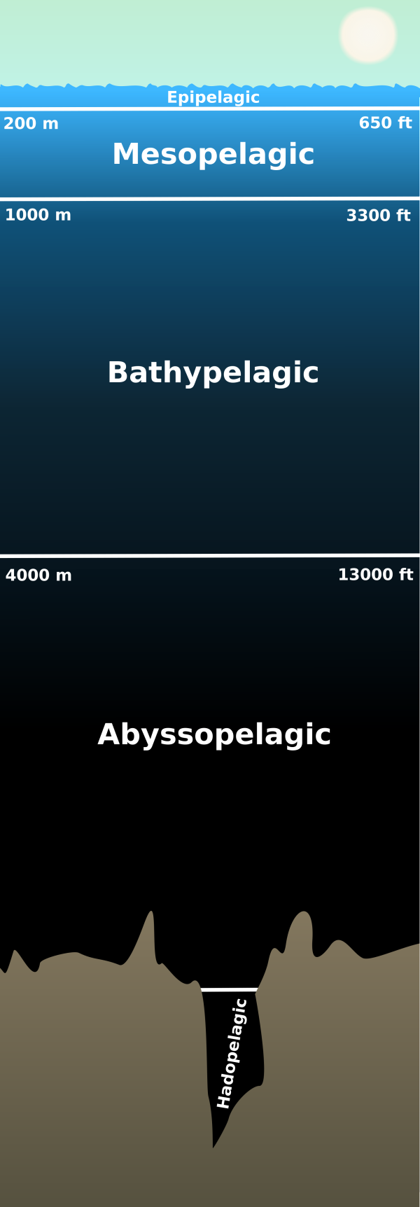 اضغط على الصورة لعرض أكبر.   الإسم:	bathyl-zone-600x1724.png  مشاهدات:	0  الحجم:	82.3 كيلوبايت  الهوية:	846676