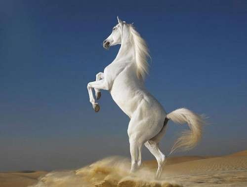 اضغط على الصورة لعرض أكبر. 

الإسم:	horses12.jpg 
مشاهدات:	2 
الحجم:	17.6 كيلوبايت 
الهوية:	846756