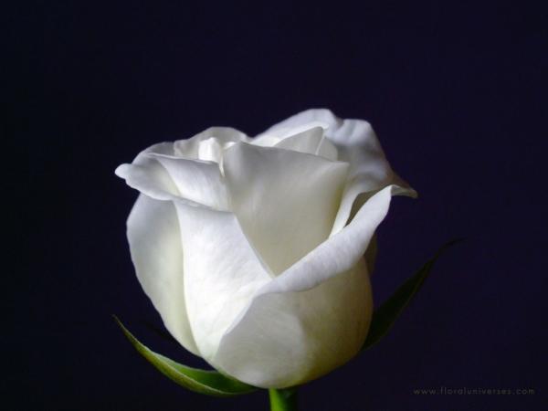 white rose wallpapers 13552 1024x768