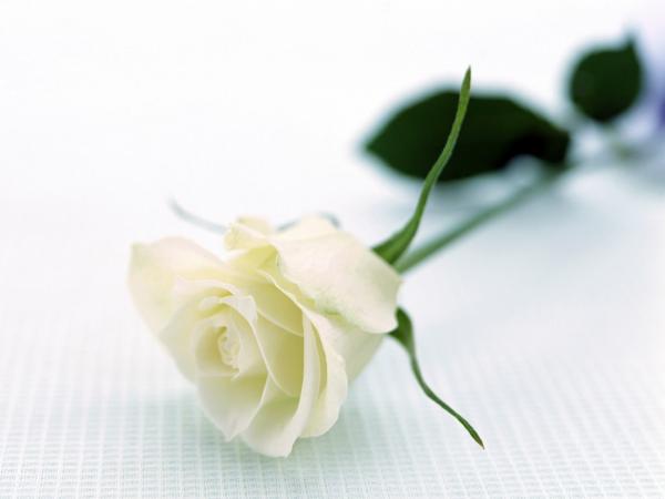 white rose wallpapers 5642 1152x864